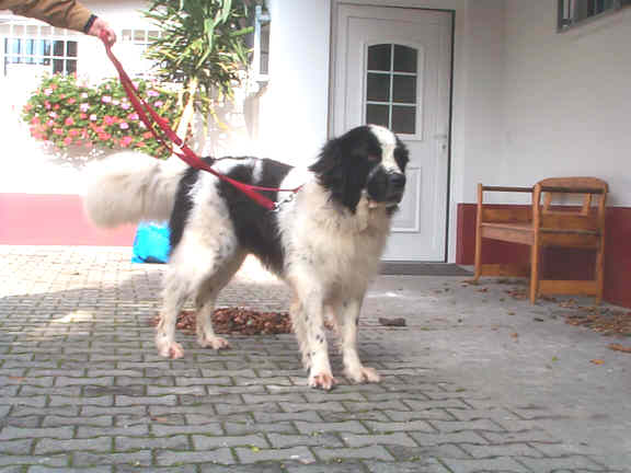 Der Landseer