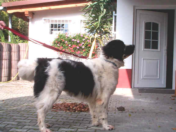 Der Landseer
