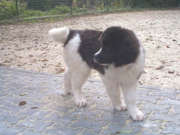 Der Landseer