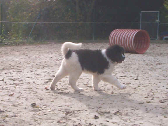 Der Landseer
