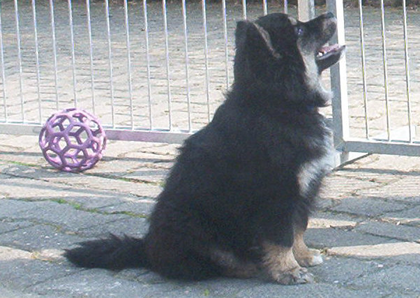 Lapinkoira