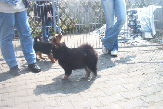 Lapinkoira