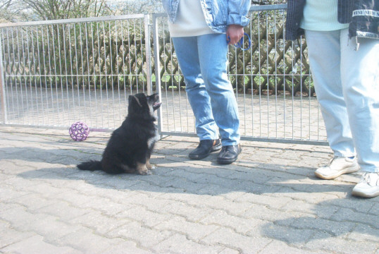 Lapinkoira