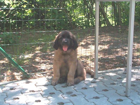 Der Leonberger