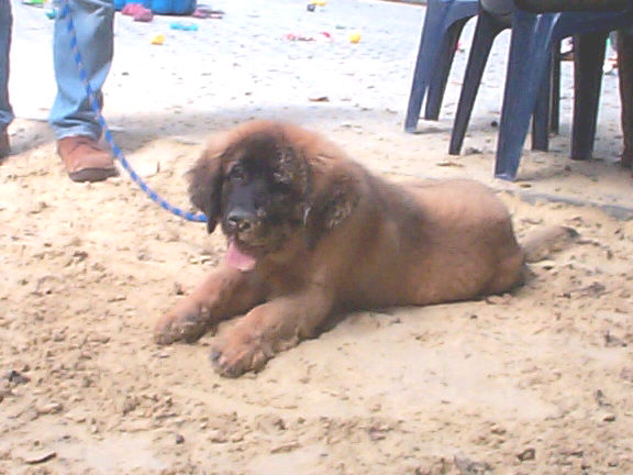 Der Leonberger