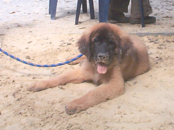 Der Leonberger