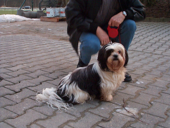 Der Lhasa Apso