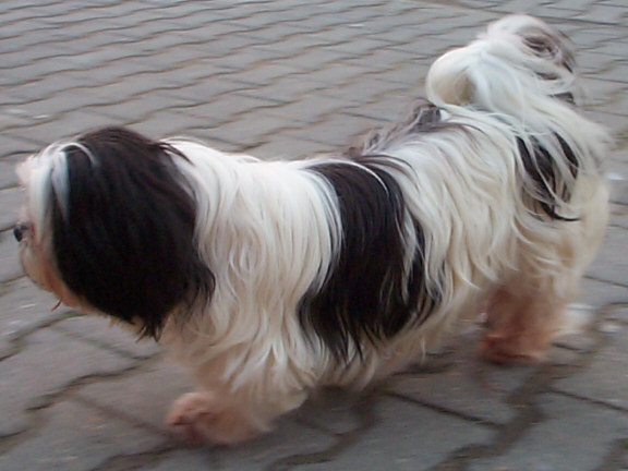 Der Lhasa Apso