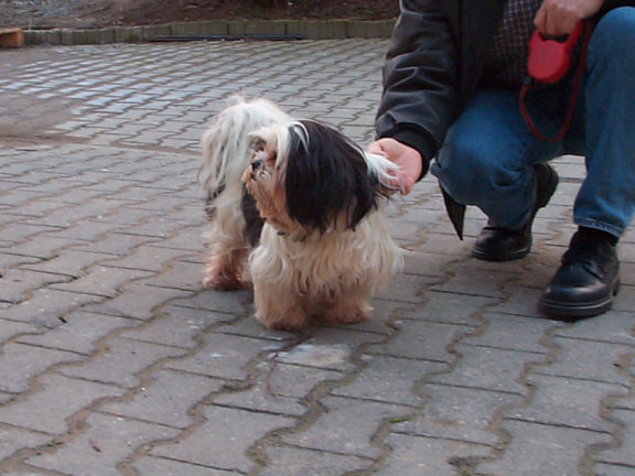 Der Lhasa Apso
