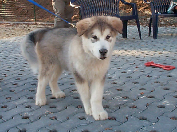 Der Alaskan Malamute
