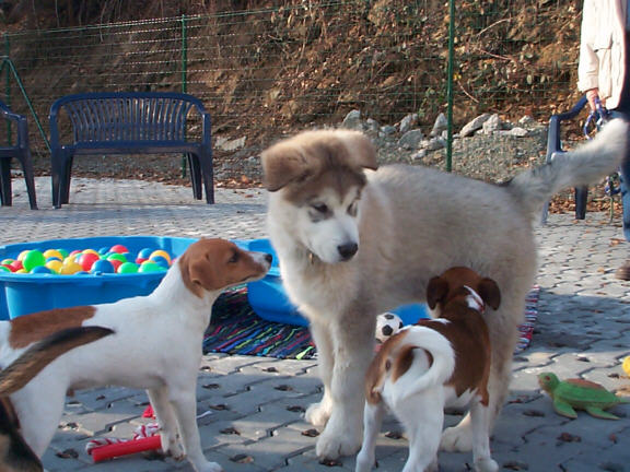 Der Alaskan Malamute