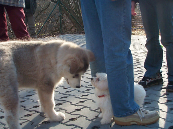 Der Alaskan Malamute