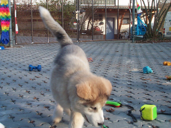 Der Alaskan Malamute