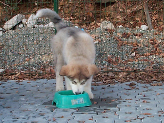 Der Alaskan Malamute