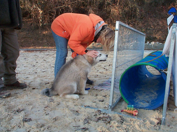 Der Alaskan Malamute