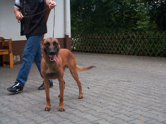 Der Malinois
