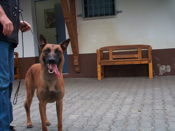 Der Malinois