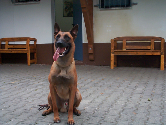 Der Malinois