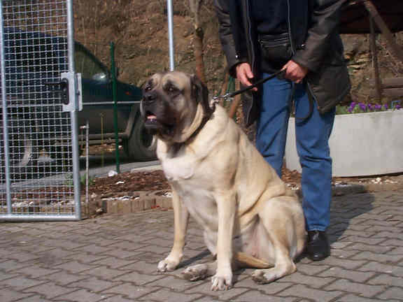 Der Mastiff