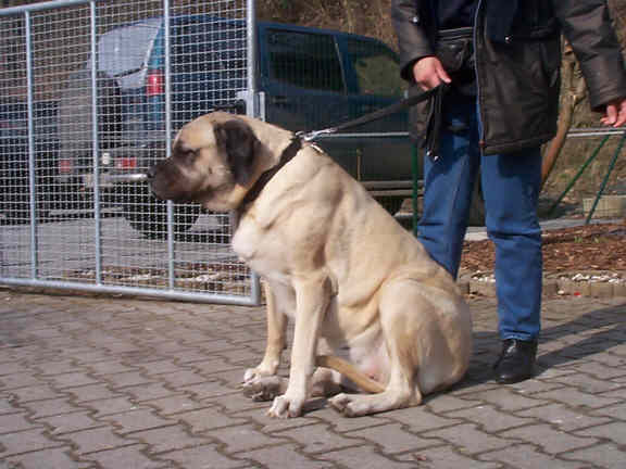 Der Mastiff