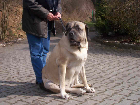 Der Mastiff