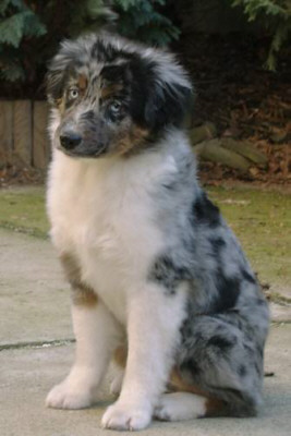 Der Miniatur Australian Shepherd