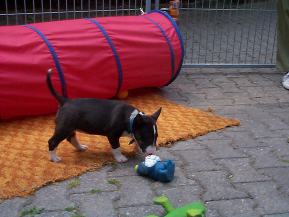 Miniatur Bull Terrier