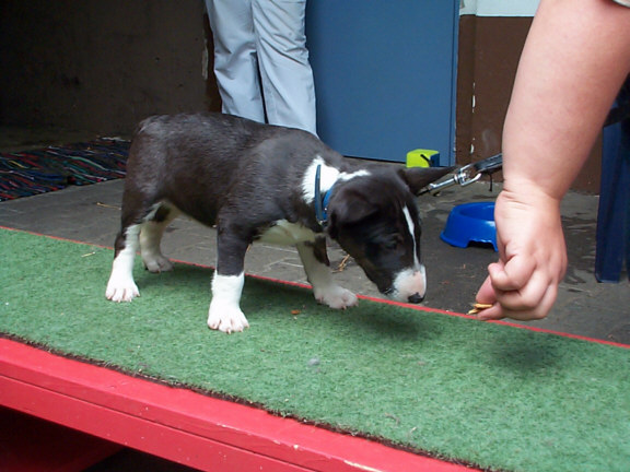 Miniatur Bull Terrier