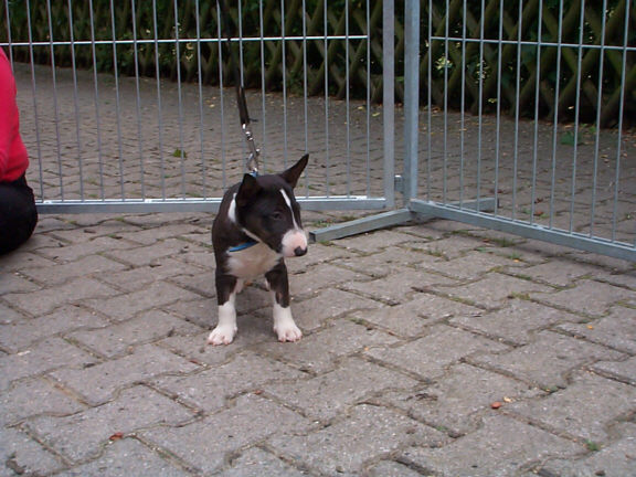Miniatur Bull Terrier