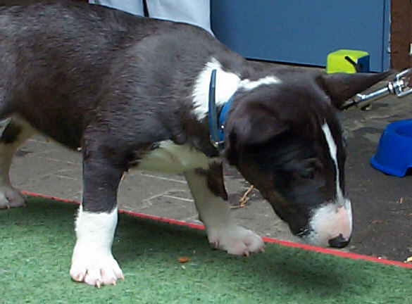 Miniatur Bull Terrier