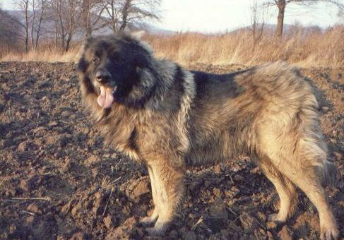 Der Moscow Watchdog