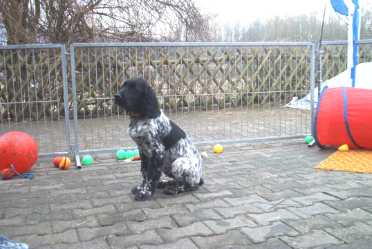 M&uuml;nsterl&auml;nder
