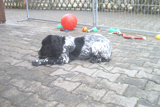 M&uuml;nsterl&auml;nder