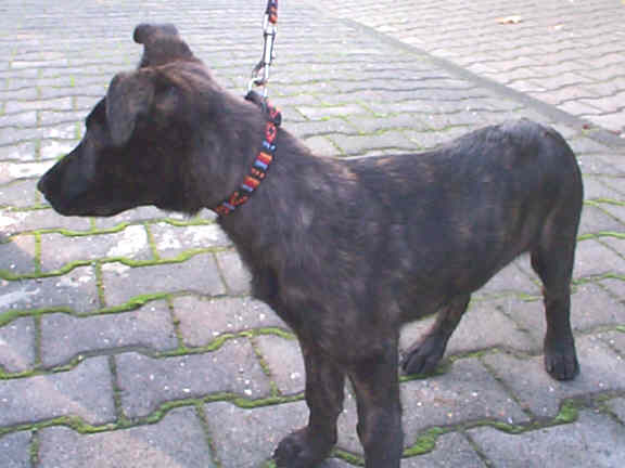 Der Holl�ndische Sch�ferhund