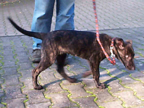 Der Holl�ndische Sch�ferhund