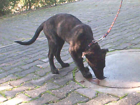 Der Holl�ndische Sch�ferhund