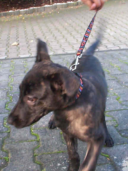 Der Holl�ndische Sch�ferhund