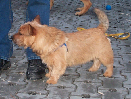 Der Norwich Terrier