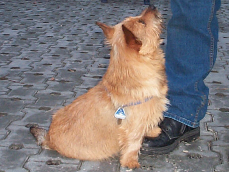 Der Norwich Terrier