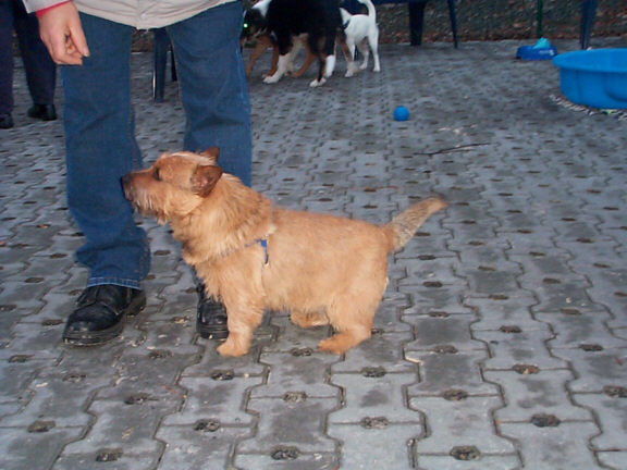 Der Norwich Terrier