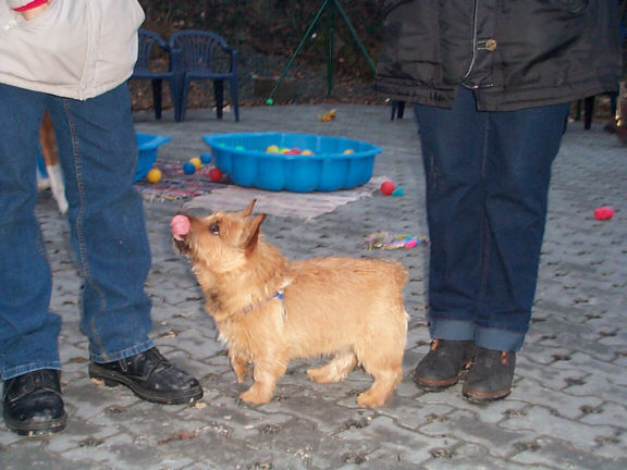Der Norwich Terrier