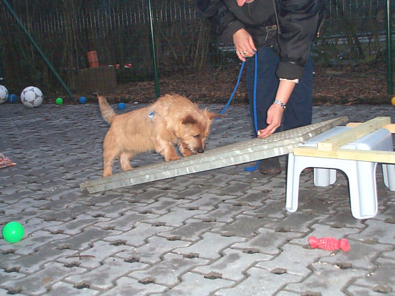 Der Norwich Terrier