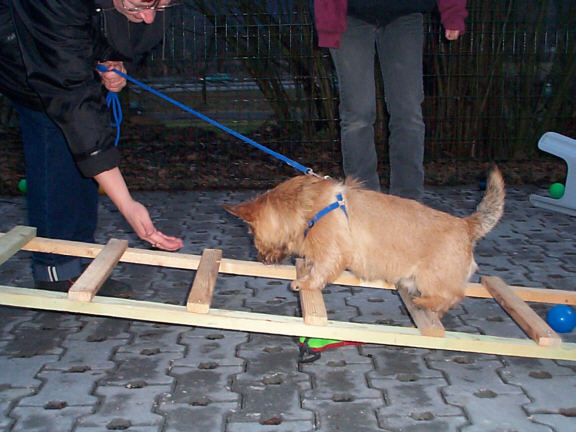 Der Norwich Terrier