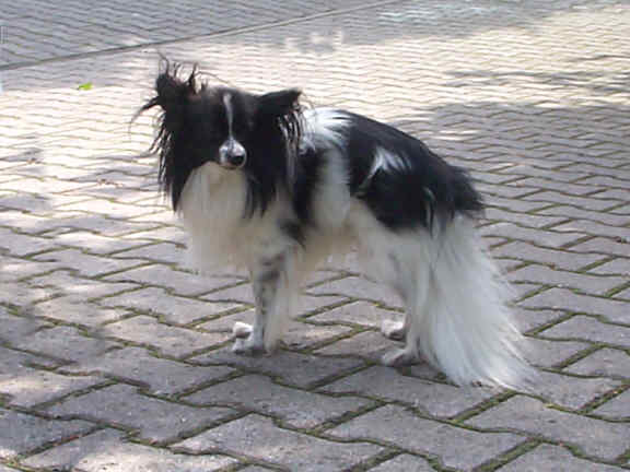 Die Continental Toy Spaniels
