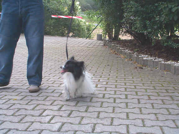 Die Continental Toy Spaniels