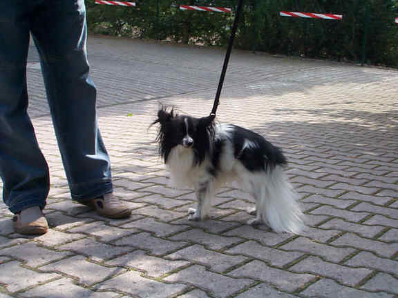 Die Continental Toy Spaniels