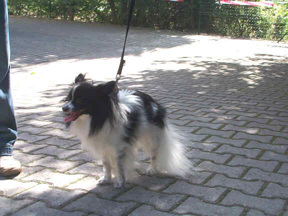 Die Continental Toy Spaniels