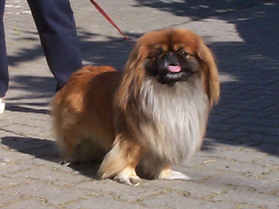Der Pekingese