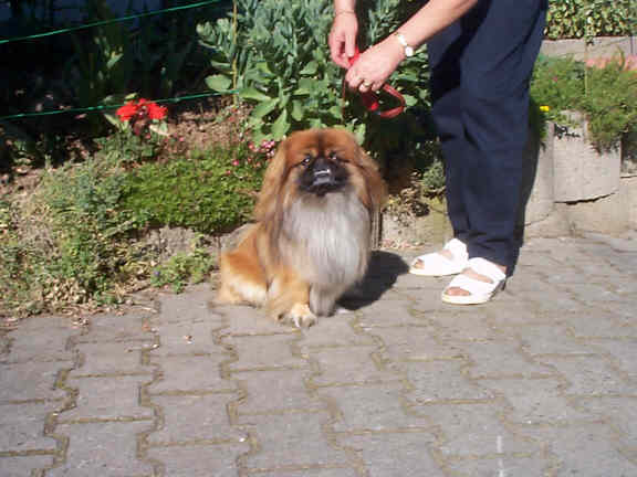 Der Pekingese
