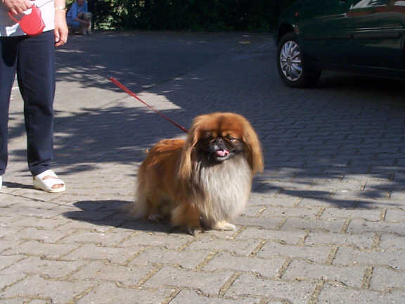 Der Pekingese